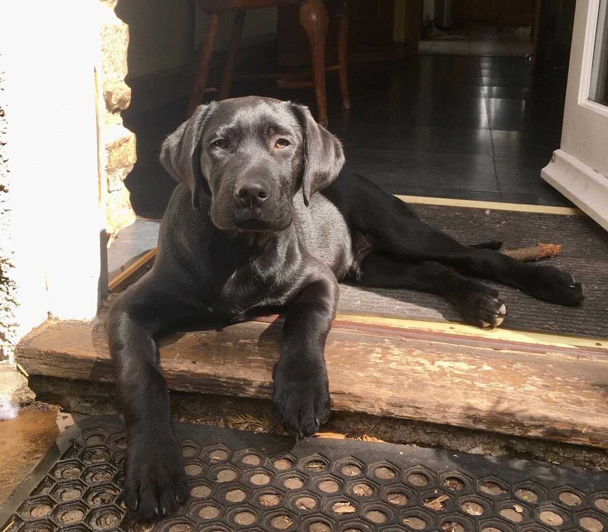 Geno, a black Labrador puppy, lying on the cottage's sunny back doorstep